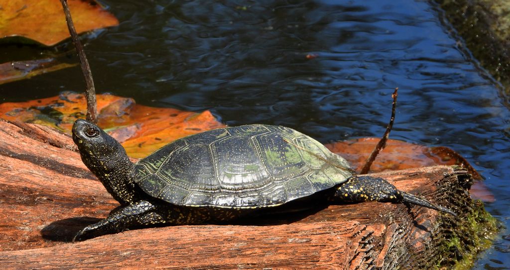 Żółw błotny (Emys orbicularis)