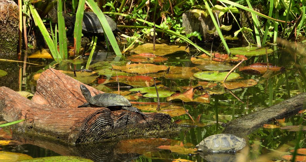 Żółw błotny (Emys orbicularis)