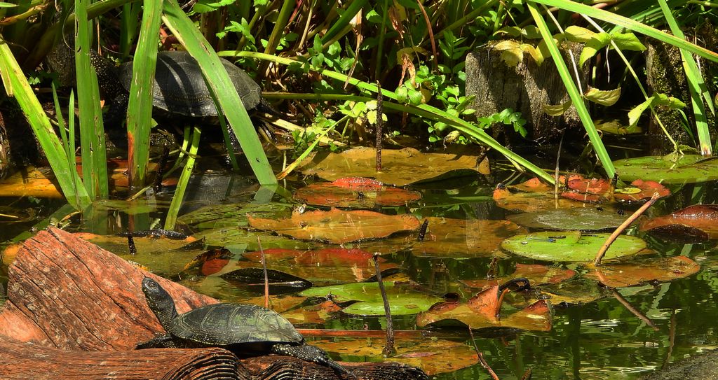 Żółw błotny (Emys orbicularis)