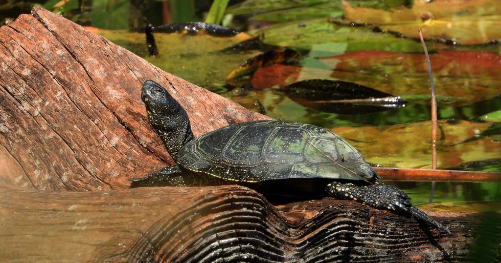 Żółw błotny (Emys orbicularis)