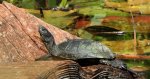 Żółw błotny (Emys orbicularis)