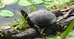 Żółw błotny (Emys orbicularis)