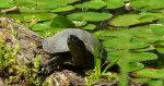Żółw błotny (Emys orbicularis)