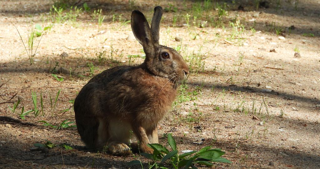 Zając szarak (Lepus europaeus)