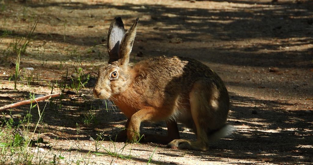Zając szarak (Lepus europaeus)
