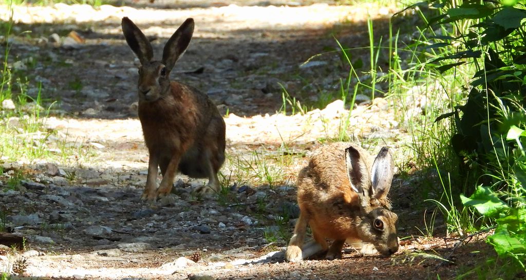 Zając szarak (Lepus europaeus)