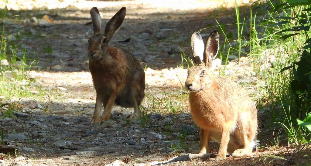 Zając szarak (Lepus europaeus)