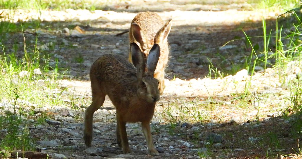 Zając szarak (Lepus europaeus)