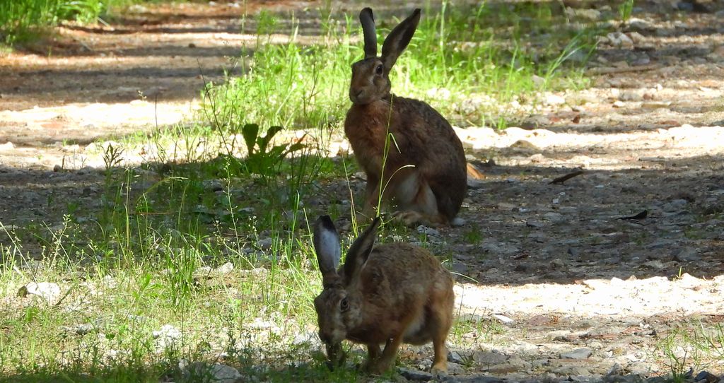 Zając szarak (Lepus europaeus)