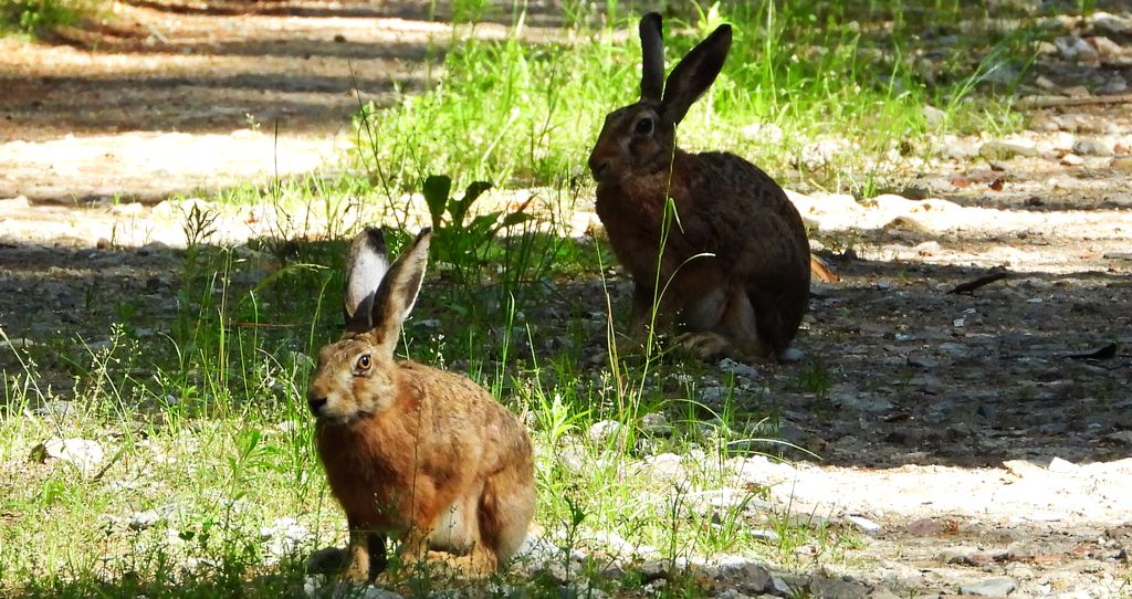 Zając szarak (Lepus europaeus)