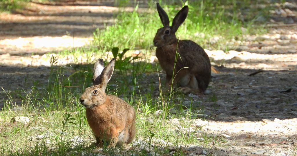 Zając szarak (Lepus europaeus)