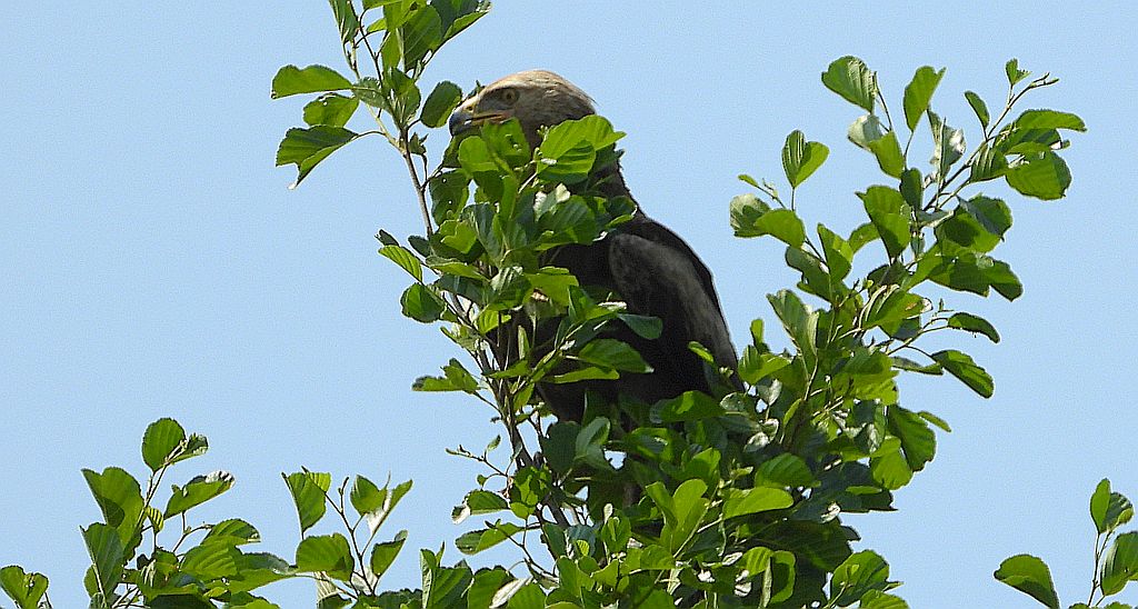 Orlik krzykliwy (Clanga pomarina)