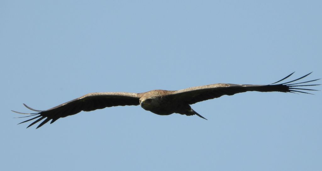 Orlik krzykliwy (Clanga pomarina)