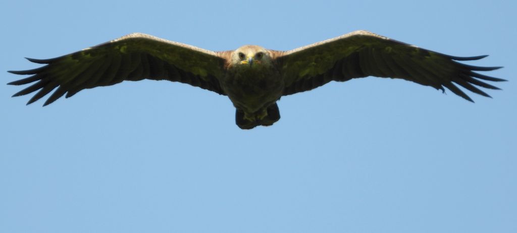 Orlik krzykliwy (Clanga pomarina)