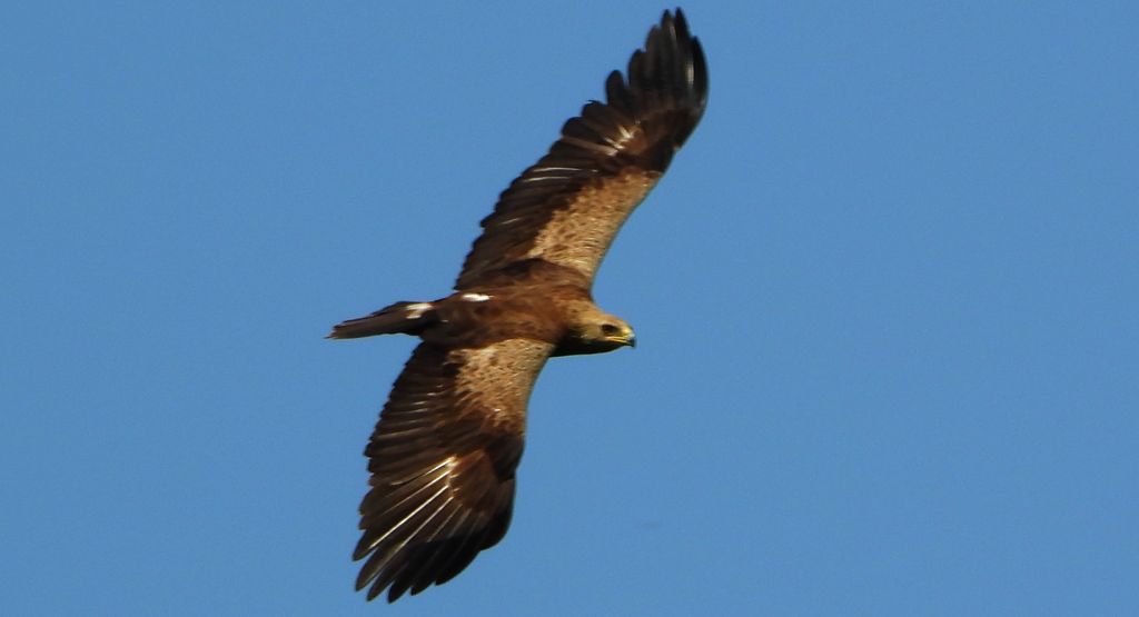 Orlik krzykliwy (Clanga pomarina)