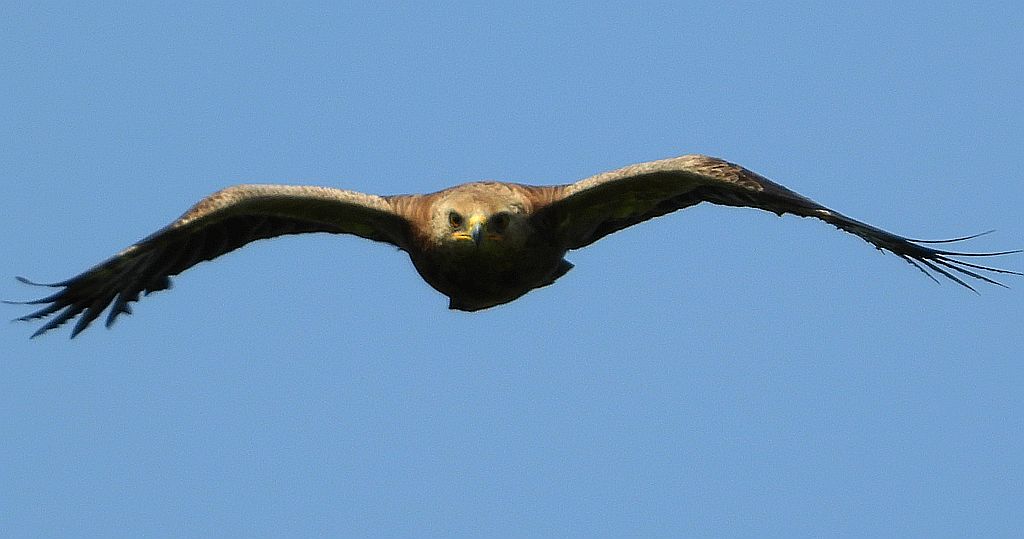 Orlik krzykliwy (Clanga pomarina)