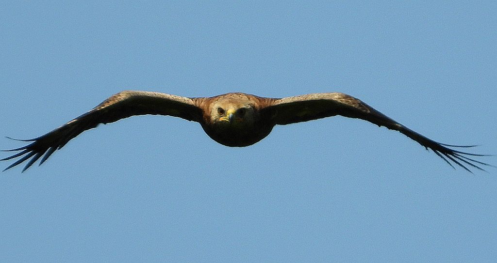 Orlik krzykliwy (Clanga pomarina)