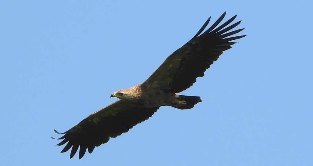 Orlik krzykliwy (Clanga pomarina)