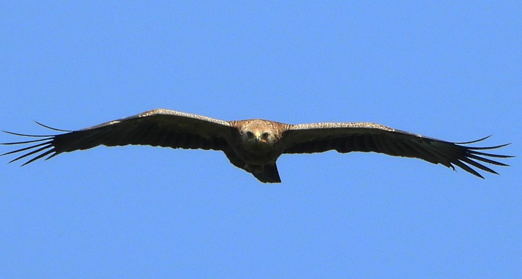 Orlik krzykliwy (Clanga pomarina)