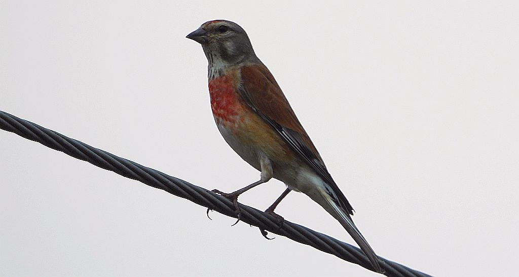 Makolągwa zwyczajna, makolągwa (Linaria cannabina)
