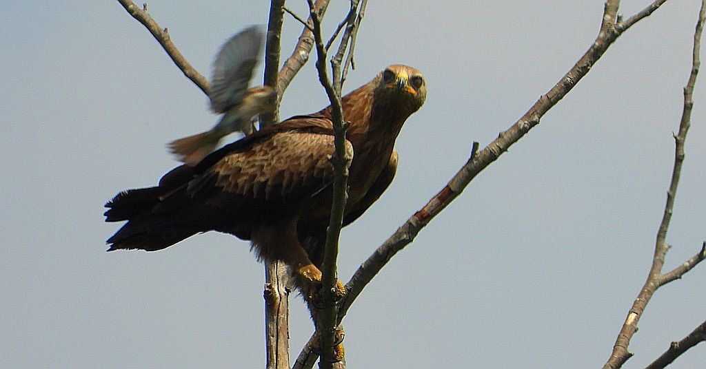 Orlik krzykliwy (Clanga pomarina)