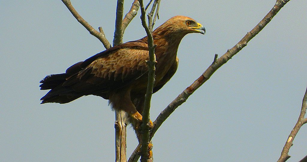 Orlik krzykliwy (Clanga pomarina)