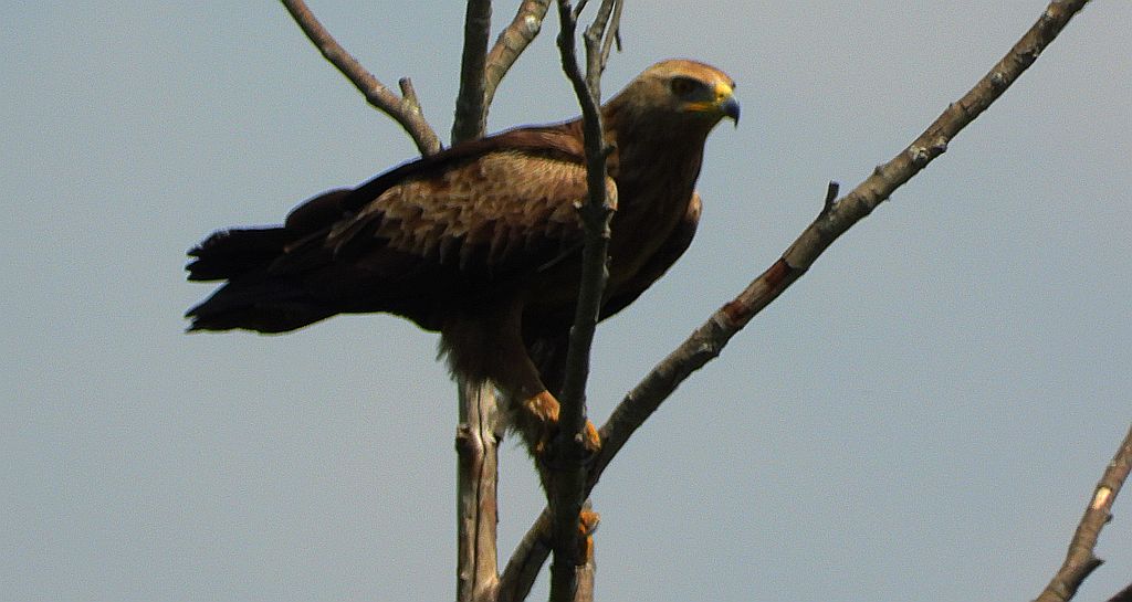 Orlik krzykliwy (Clanga pomarina)