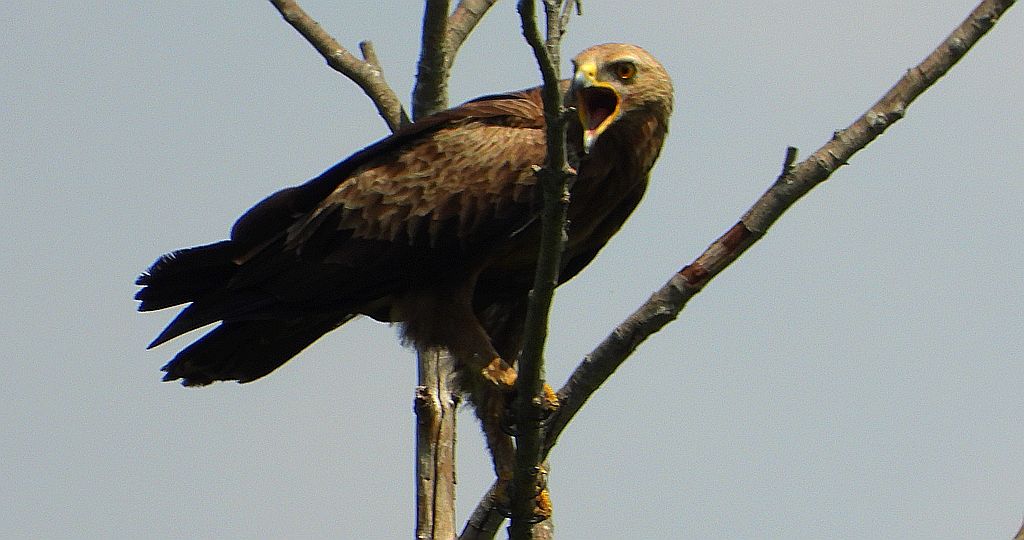 Orlik krzykliwy (Clanga pomarina)