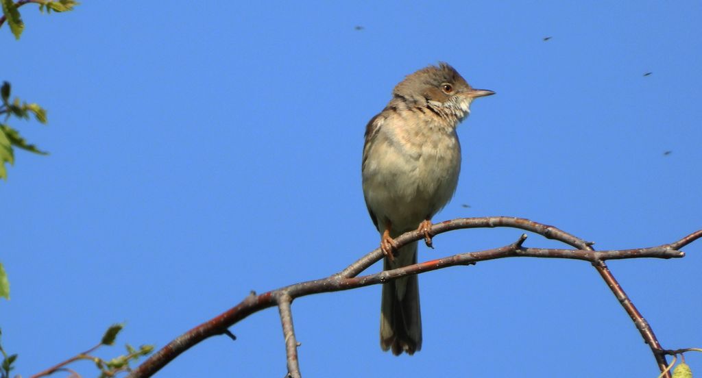 Zaroślówka, trzciniak zaroślowy (Acrocephalus dumetorum)
