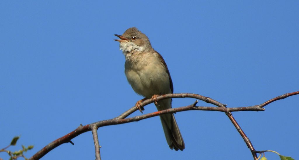 Zaroślówka, trzciniak zaroślowy (Acrocephalus dumetorum)