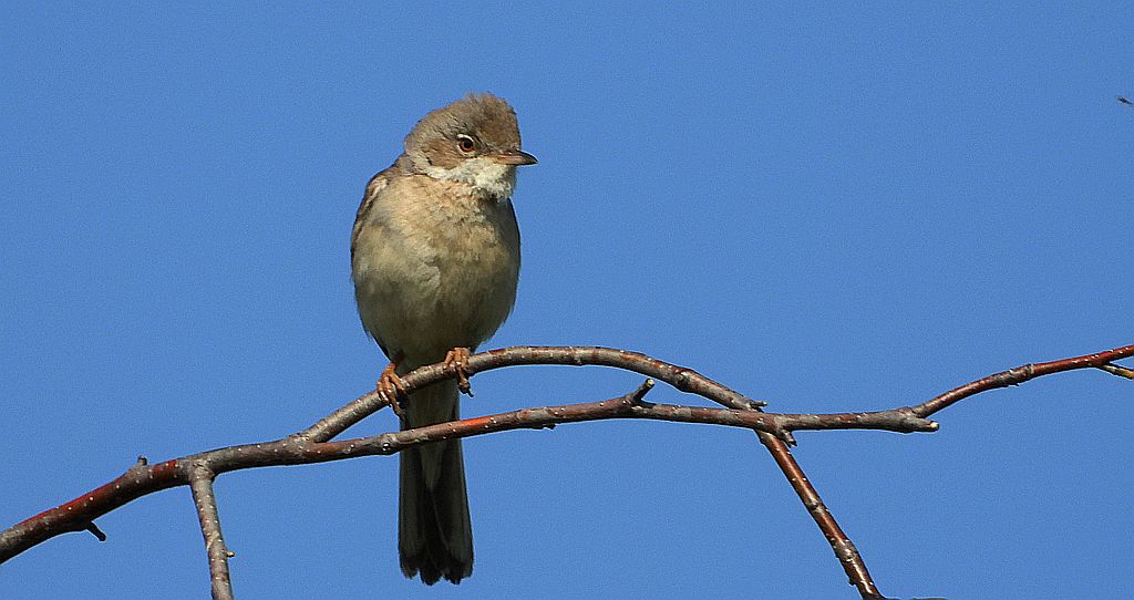 Zaroślówka, trzciniak zaroślowy (Acrocephalus dumetorum)