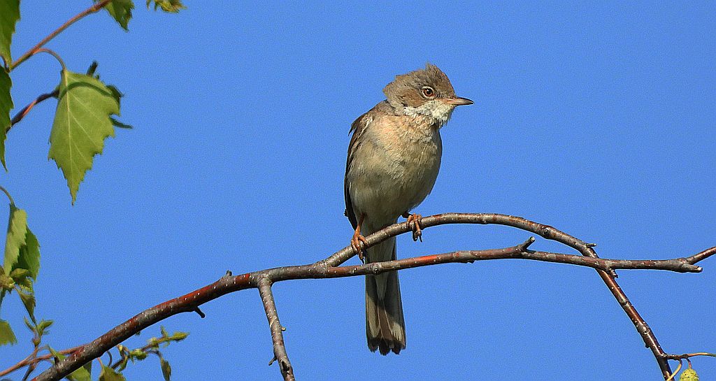 Zaroślówka, trzciniak zaroślowy (Acrocephalus dumetorum)