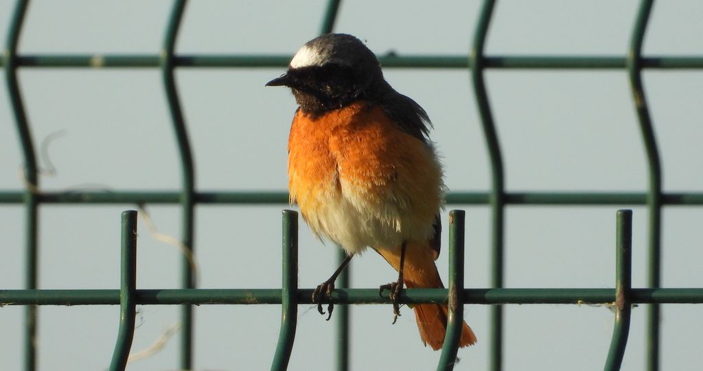 Pleszka zwyczajna, pleszka (Phoenicurus phoenicurus)