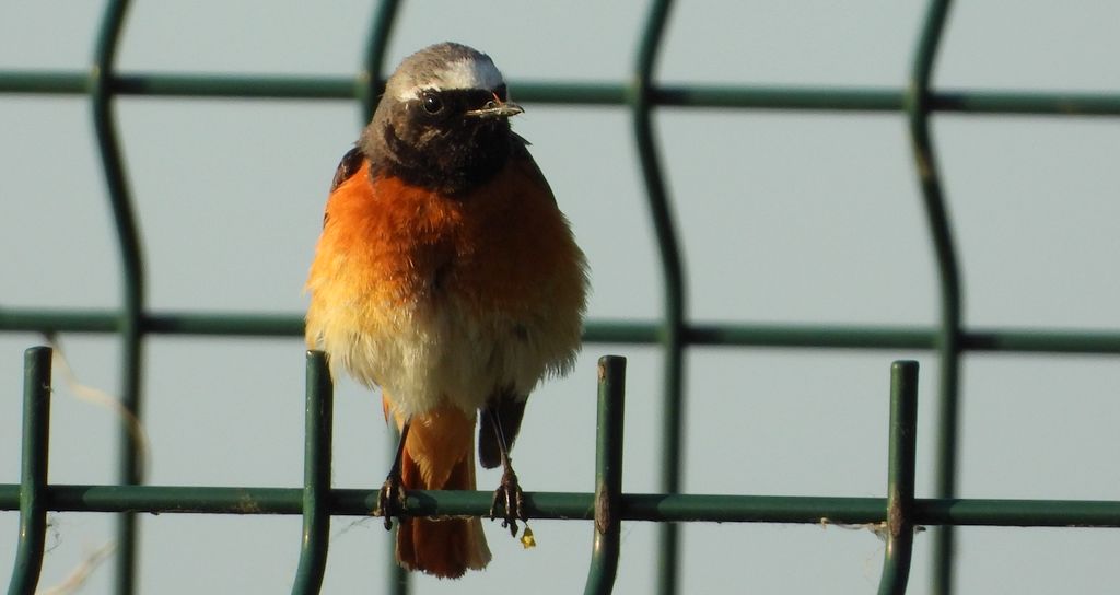 Pleszka zwyczajna, pleszka (Phoenicurus phoenicurus)