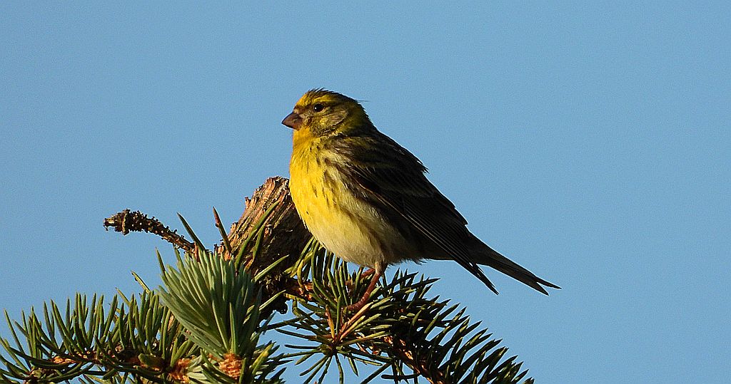 Kulczyk zwyczajny, kulczyk (Serinus serinus)