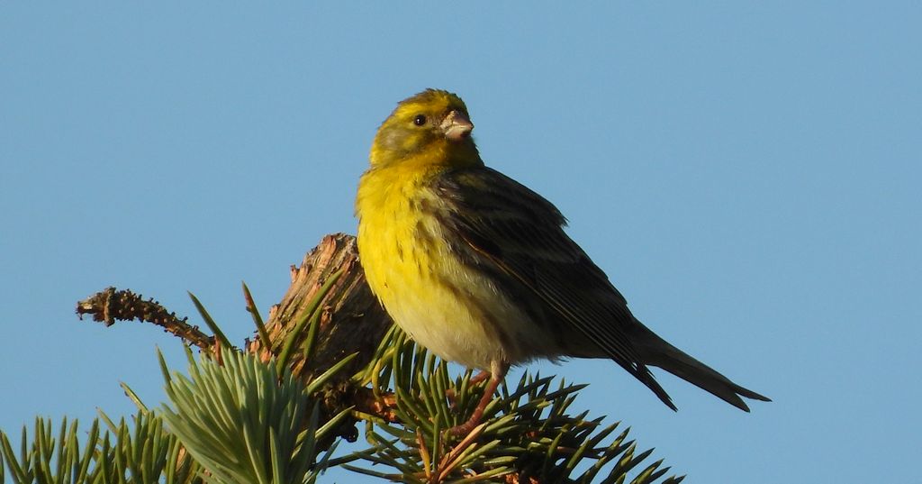 Kulczyk zwyczajny, kulczyk (Serinus serinus)