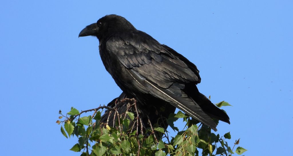 Kruk zwyczajny, kruk (Corvus corax)