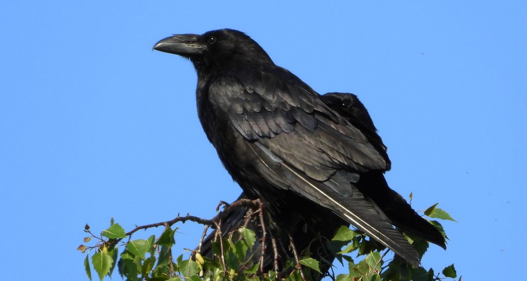 Kruk zwyczajny, kruk (Corvus corax)