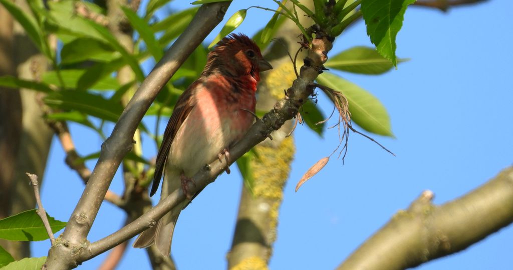 Dziwonia zwyczajna, dziwonia (Erythrina erythrina)