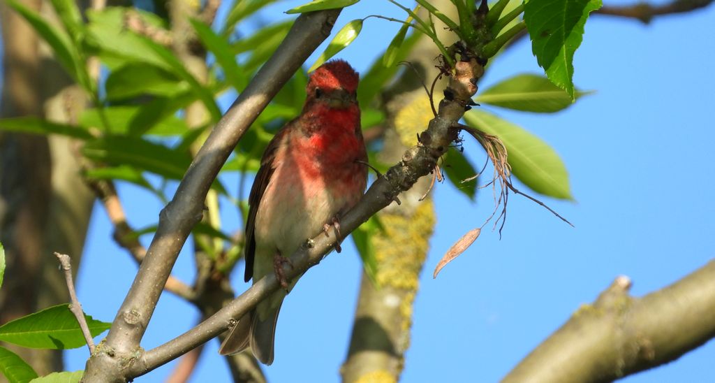 Dziwonia zwyczajna, dziwonia (Erythrina erythrina)