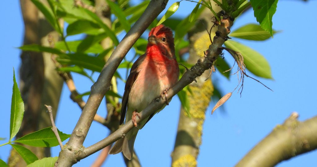Dziwonia zwyczajna, dziwonia (Erythrina erythrina)