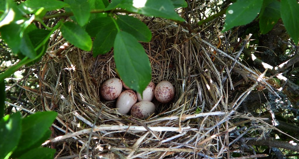 Gąsiorek, dzierzba gąsiorek (Lanius collurio)