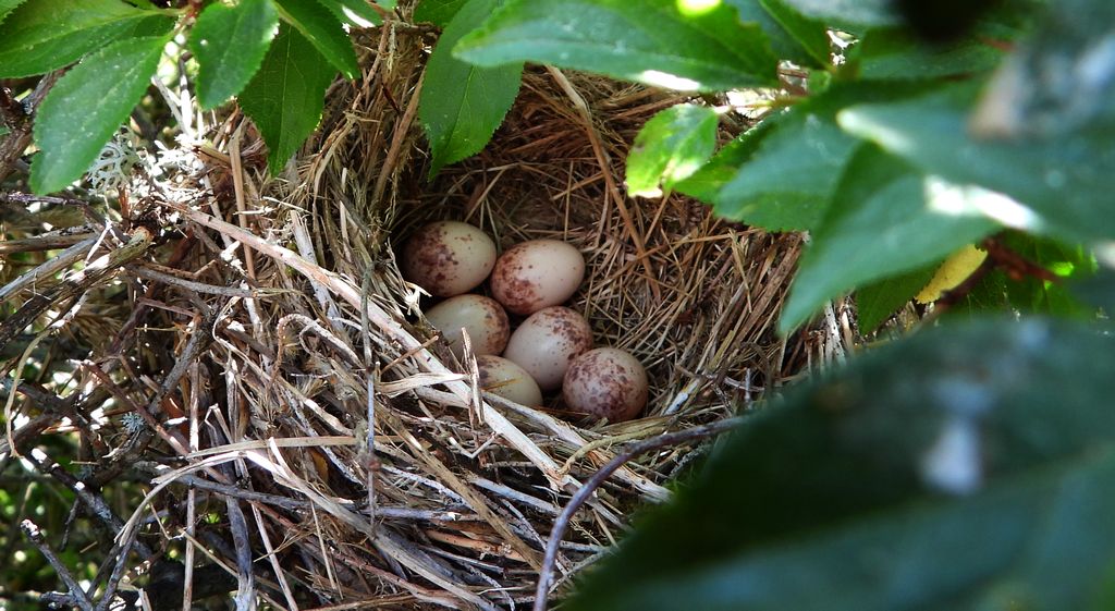 Gąsiorek, dzierzba gąsiorek (Lanius collurio)