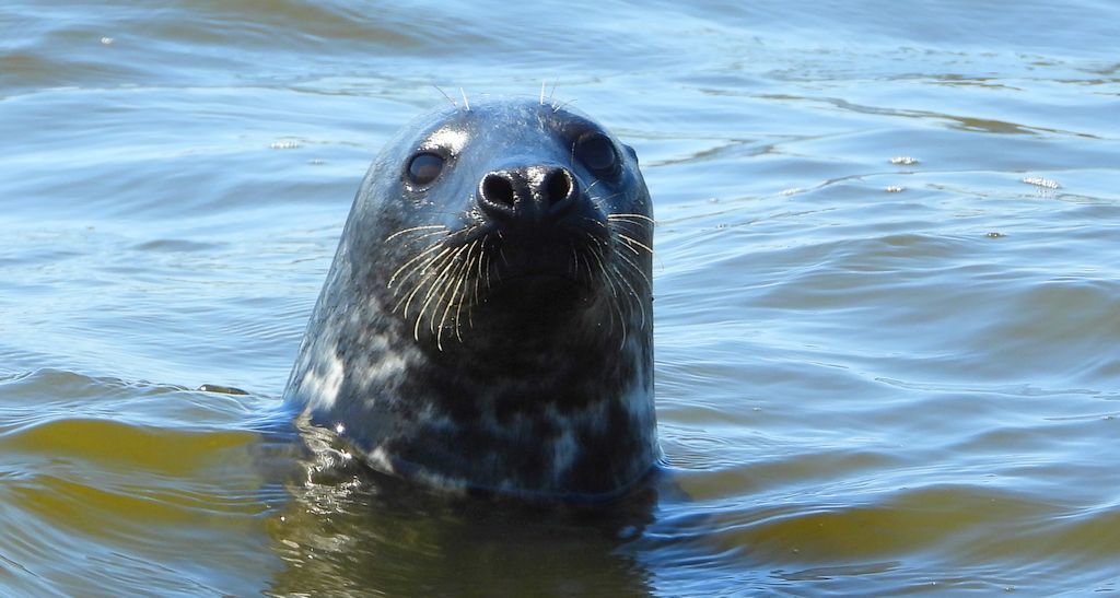 Szarytka morska, foka szara (Halichoerus grypus)