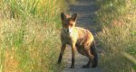 Lis rudy, lis pospolity (Vulpes vulpes)