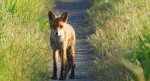 Lis rudy, lis pospolity (Vulpes vulpes)