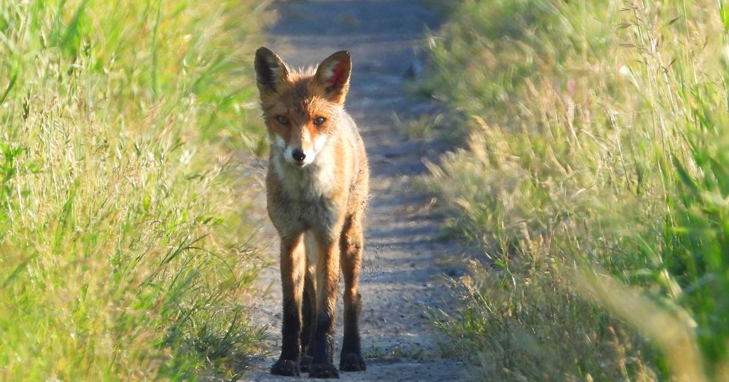 Lis rudy, lis pospolity (Vulpes vulpes)