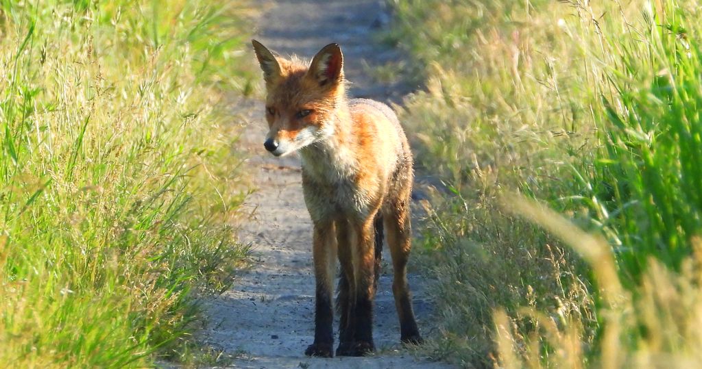 Lis rudy, lis pospolity (Vulpes vulpes)