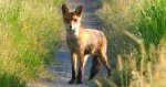Lis rudy, lis pospolity (Vulpes vulpes)