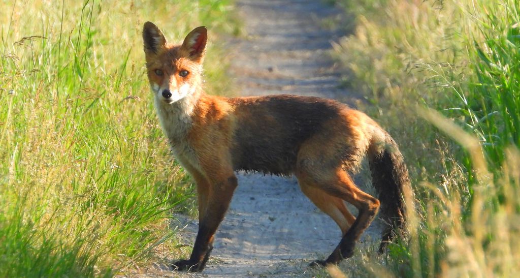 Lis rudy, lis pospolity (Vulpes vulpes)